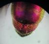 Chrysis succincta